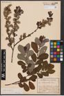 Foto von Salix aurita L.